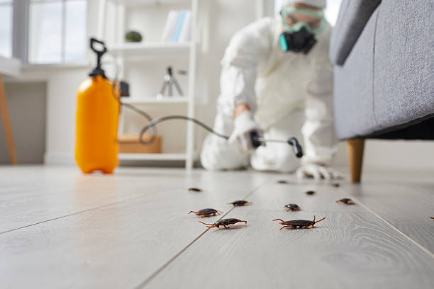 Commercial Kitchen Cockroach Control in Village Green